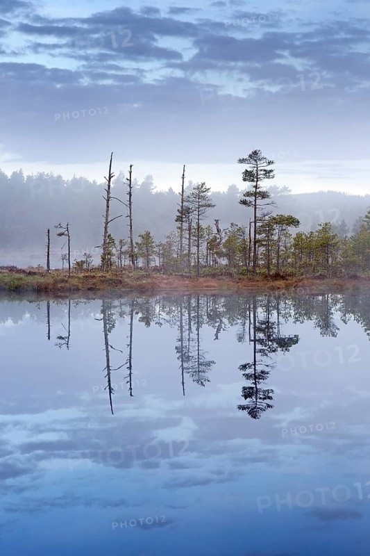 Bog with Scots pine trees reflected in water of pond at Knuthoejdsmossen, nature reserve near Haellefors, Oerebro laen, Vaestmanland, Sweden, Europe