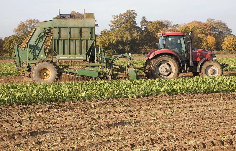 Thyregod sugar beet harvester drawn by tractor harvesting field, Shottisham, Suffolk, England, United Kingdom, Europe
