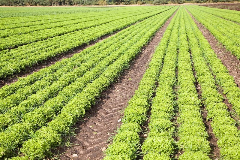 Lettuce crop growing in field near Hollesley, Suffolk, England, United Kingdom, Europe