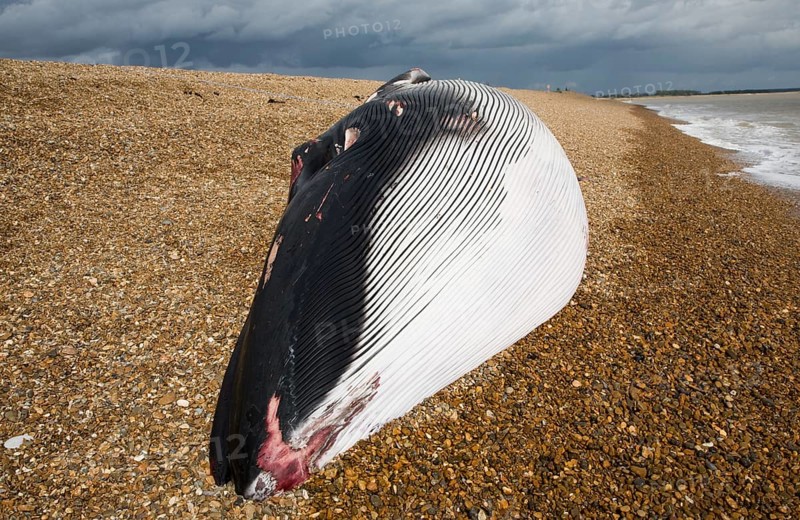Fin Whale, Balaenoptera physalus, washed up dead on Shingle Street, Suffolk, England, United Kingdom, Europe