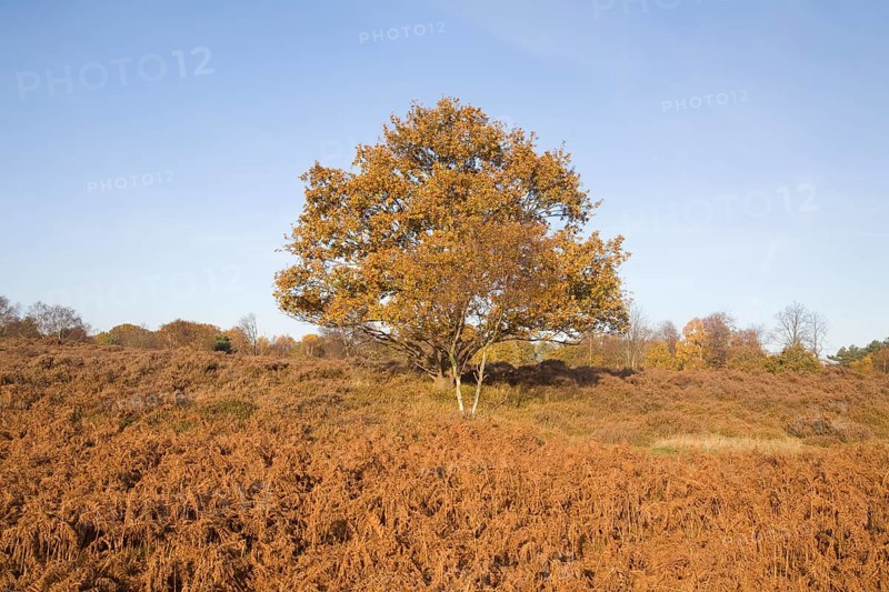 Quercus robur oak tree in autumn colour on Westleton Heath heathland near Dunwich, Suffolk, England, United Kingdom, Europe
