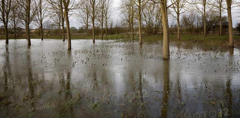 Salix Alba Caerulea, cricket bat willow trees in flood water on River Deben flood plain wetland, Campsea Ashe, Suffolk, England, United Kingdom, Europe