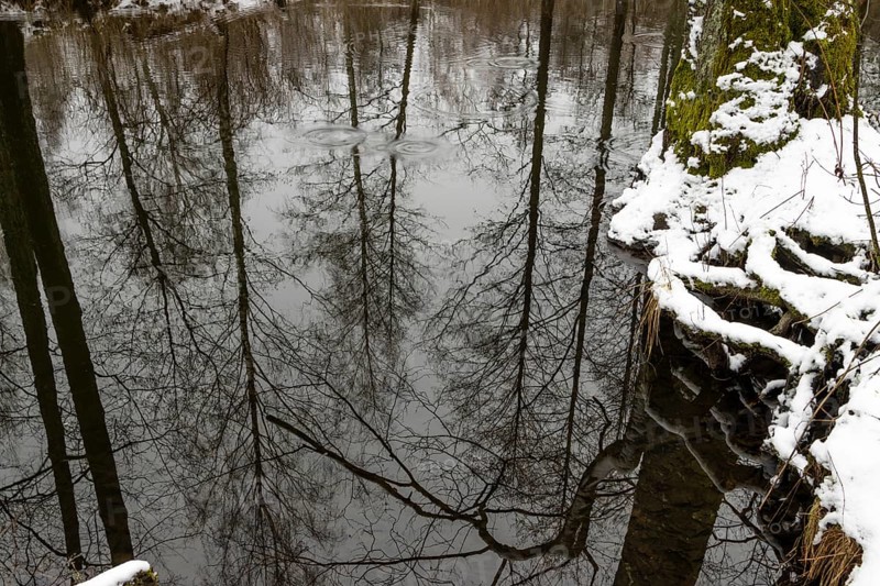 Sapina River and the riparian forest, the swamp, partially reflecting in the slowly flowing water, seen in mid-winter, during the early, January thaw, with some snow on the ground and barren trees, chiefly common alders around. Sapina Valley near the Stregielek village in the Pozezdrze Commune of the Masurian Lake District. Wegorzewo County, Warmian-Masurian Voivodeship, Poland, Europe