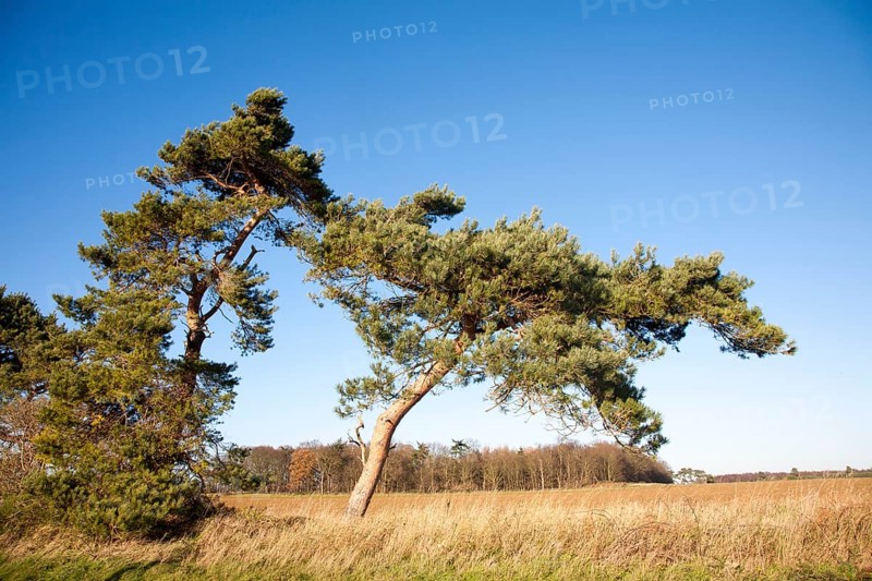 Scots pine tree bent by wind against blue sky, Ramsholt, Suffolk, England, United Kingdom, Europe
