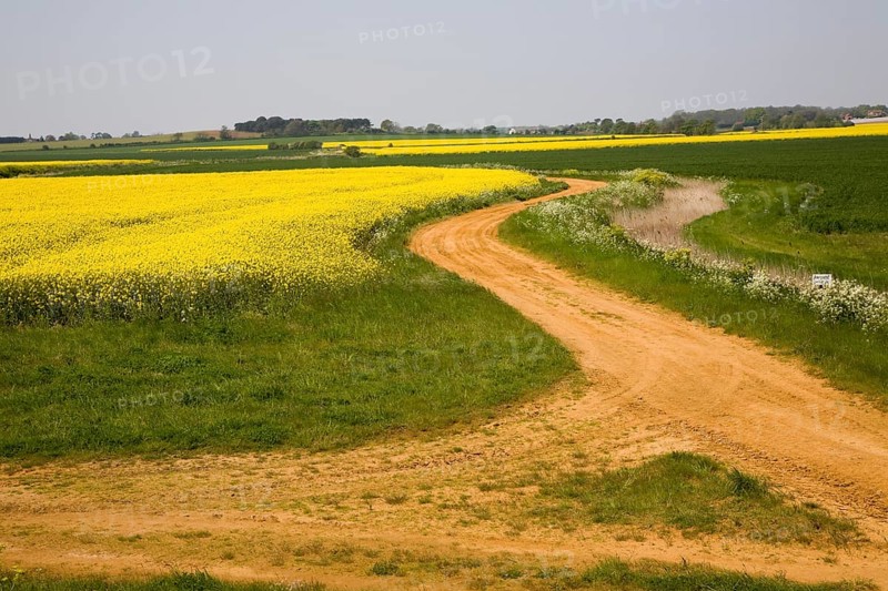Yellow flowers of oil seed rape crop growing in field, Suffolk, England, United Kingdom, Europe
