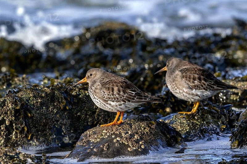 Purple sandpipers (Calidris maritima) in non-breeding plumage showing camouflage colours among rocks on rocky shore along North Sea coast in winter