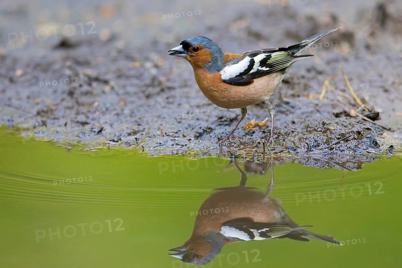Common chaffinch (Fringilla coelebs) male drinking water from pond, rivulet