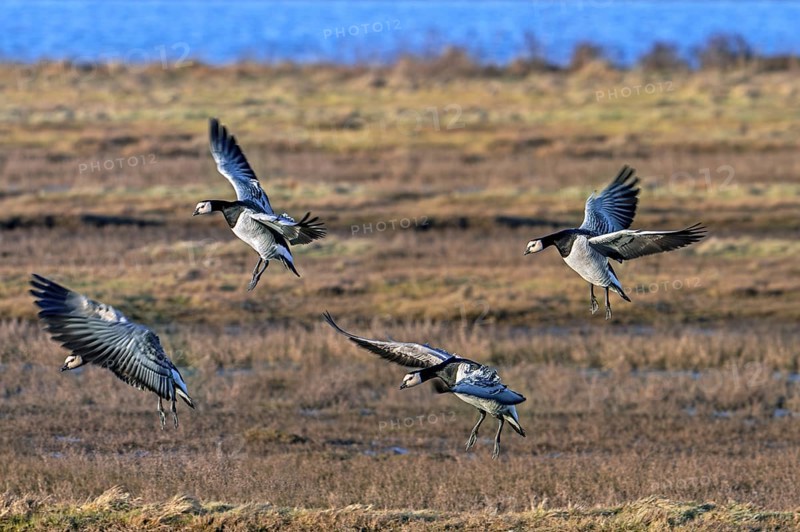 Flock of barnacle geese (Branta leucopsis) landing in grassland by flapping their wings at sunset in winter