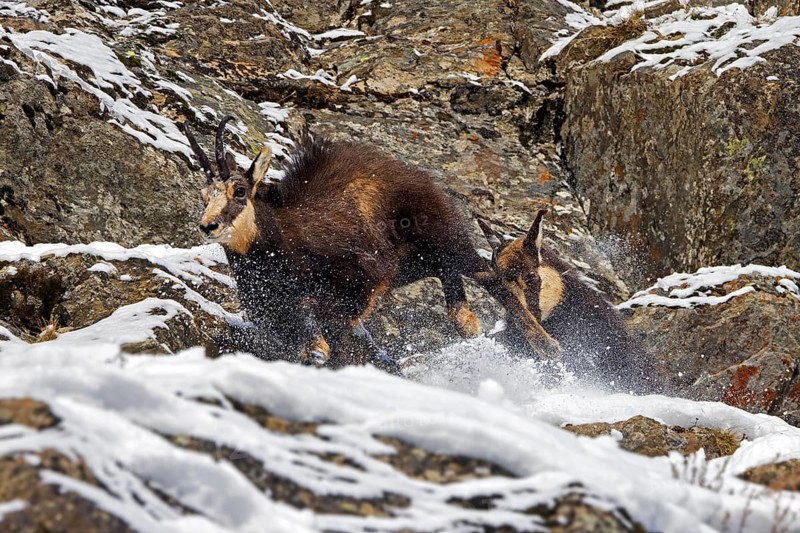 Two chamois (Rupicapra rupicapra) males fighting in rock face in winter during the rut in the European Alps. Dominant male chasing competitor away