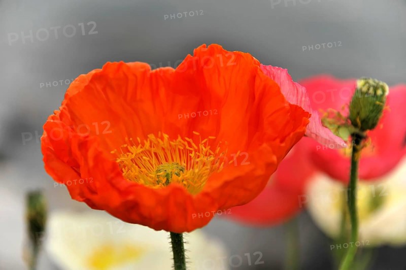 Poppy flowers (Papaver rhoeas), flower meadow, Lake Geneva, Montreux, Canton of Vaud, Switzerland, Europe