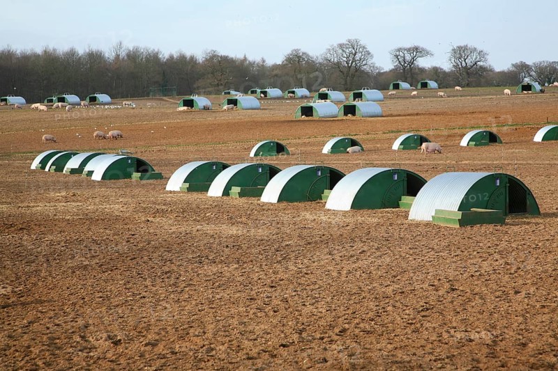 Metal sties for outdoor pig rearing, Butley, Suffolk, England, United Kingdom, Europe