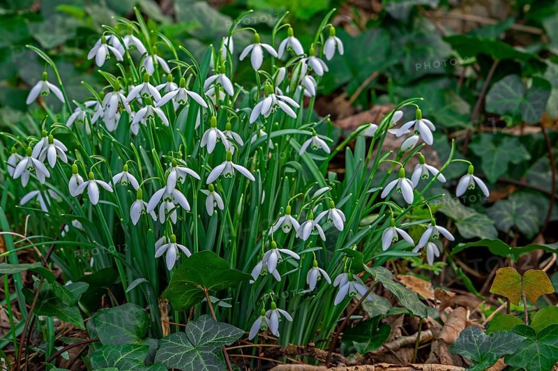 Common snowdrops (Galanthus nivalis, Chianthemum nivale) white flowers blooming in forest in late winter