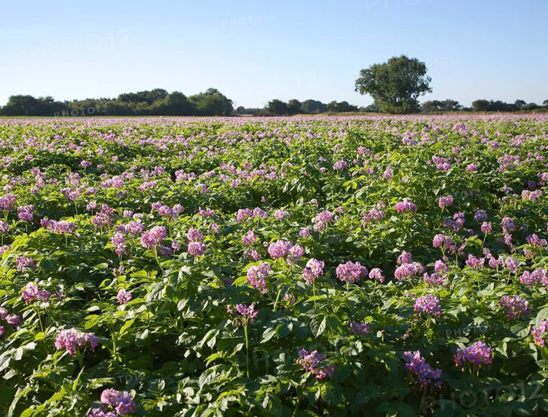 Purple flowers of potato crop growing in a field, Shottisham, Suffolk, England, United Kingdom, Europe