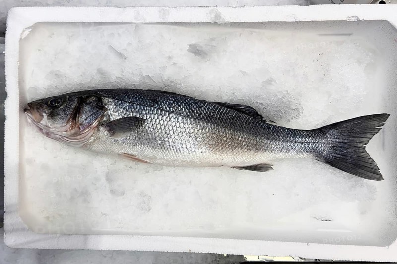Display of fish caught whole fish temperate basses (Moronidae) Loup de Mer Branzino Spinola on ice in refrigerated counter fish counter of fishmonger fish sales, food trade, wholesale, fish trade, speciality shop, Germany, Europe