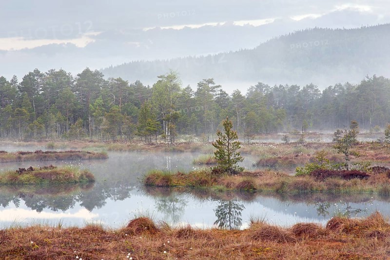 Pond in bog with Scots pine trees in morning mist at Knuthoejdsmossen, nature reserve near Haellefors, Oerebro laen, Vaestmanland, Sweden, Europe