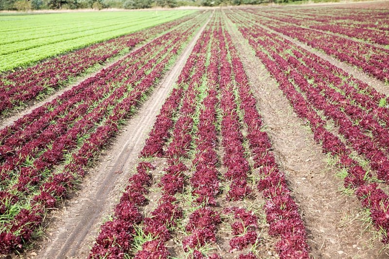 Lettuce crop growing in field near Hollesley, Suffolk, England, United Kingdom, Europe