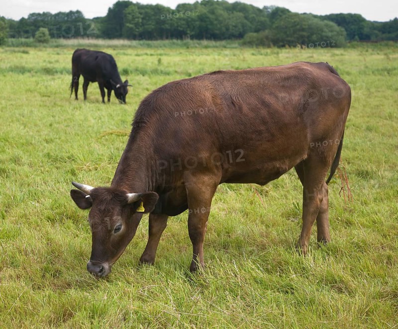 Young cattle graze on Geldeston marshes, Suffolk, England, United Kingdom, Europe