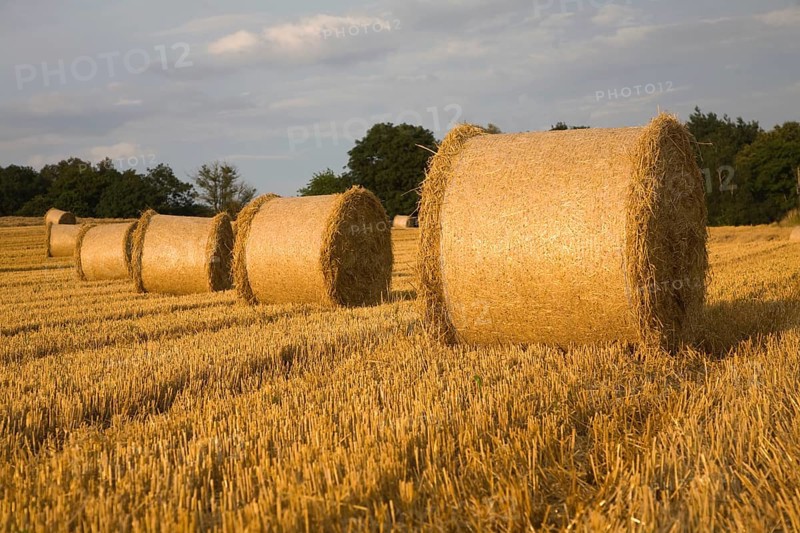 Straw bales in harvested field, Shottisham, Suffolk, England, United Kingdom, Europe