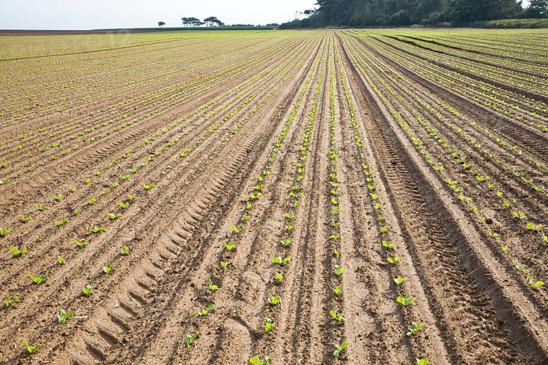 Rows escarole plant seedlings planted in late August Bawdsey Suffolk England