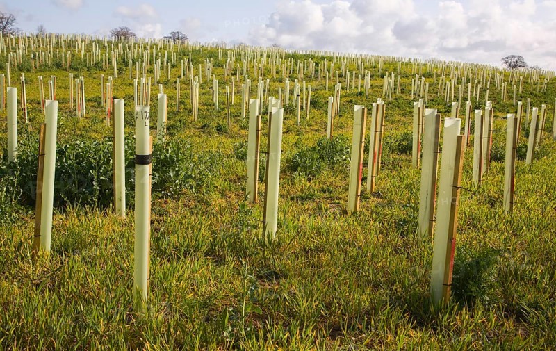Planting of field with new woodland with sapling trees in protective plastic tubes Planting new hedgerow with tree saplings growing in protective plastic tubes