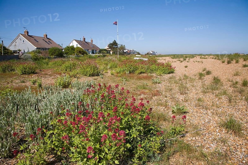 Vegetated shingle beach habitat at Shingle Street, Suffolk, England, United Kingdom, Europe