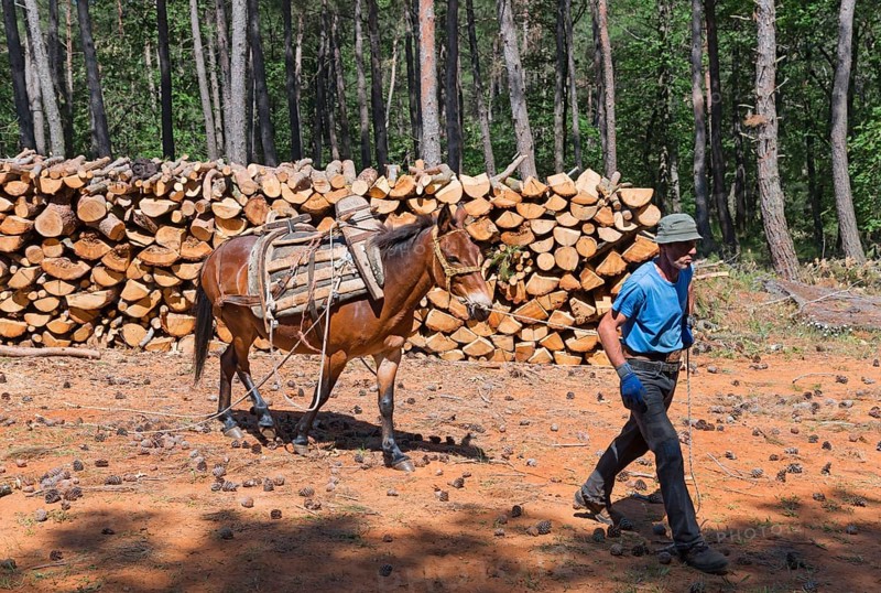 A muleteer in the sun with a mule on a forest track, near Soufli, Eastern Macedonia and Thrace, Greece, Europe
