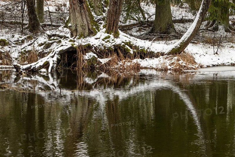 Sapina River and the riparian forest, the swamp, partially reflecting in the slowly flowing water, seen in mid-winter, during the early, January thaw, with some snow on the ground and barren trees, chiefly common alders around. Sapina Valley near the Stregielek village in the Pozezdrze Commune of the Masurian Lake District. Wegorzewo County, Warmian-Masurian Voivodeship, Poland, Europe