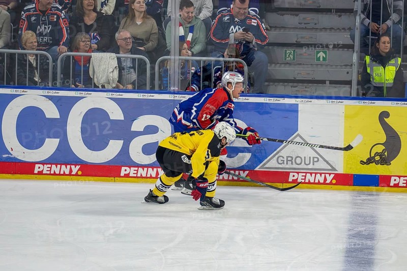 23.02.2024, DEL, German Ice Hockey League, 48th matchday) : Adler Mannheim (yellow jerseys) against Nuremberg Ice Tigers (blue jerseys) . Duel at the boards