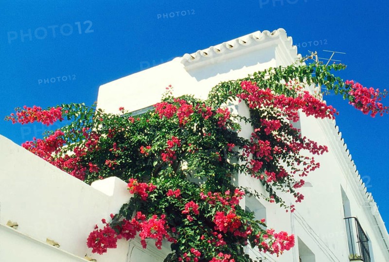 Blooming bougainvillea against blue sky in the white village of Frigiliana, Andalusia, Spain, Southern Europe. Scanned thumbnail slide, Europe