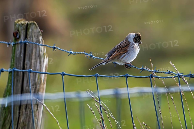 Common reed bunting (Emberiza schoeniclus) male perched on barbwire, barbed wire fence along meadow in late winter