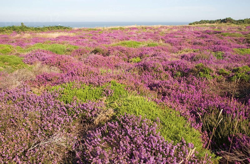 Pink blossom heather plants, Calluna vulgaris, cliff top North Sea coast, Dunwich Heath, Suffolk, England, UK