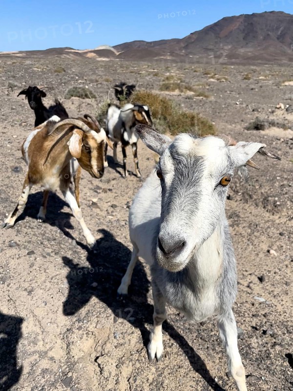 Wild goat (Cabra majorera) Goat looking directly at viewer from close up in volcanic landscape behind on southern tip of Jandia peninsula, Jandia, Fuerteventura, Canary Islands, Canary Islands, Spain, Europe