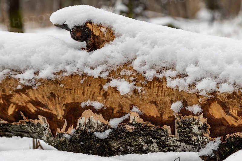 Bite marks on a cut down, partially peeled of bark, silver birch tree trunk, a clear sign of Eurasian beaver activity. Photographed in winter on the bank of Sapina River near Stregielek village in the Pozezdrze Commune of the Masurian Lake District. Wegorzewo County, Warmian-Masurian Voivodeship, Poland, Europe