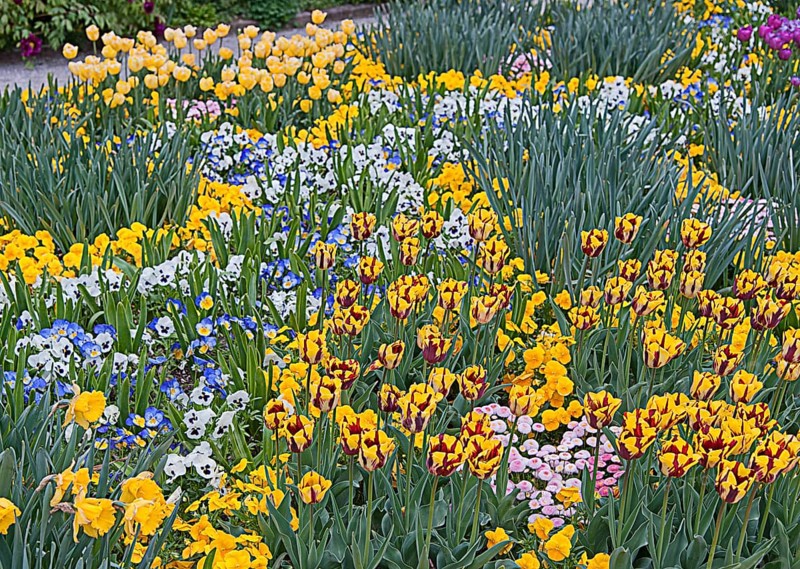 Botanical garden, spring flowers, field with garden hyacinth, Hyacinthus orientalis, Munich, Bavaria, Germany, Europe