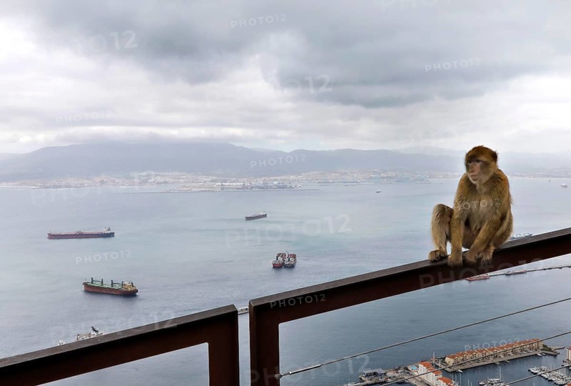 A Gibraltar monkey on the strategically coveted rock. They are the only free-living monkeys in Europe. Thousands of Spaniards commute from Spain to Gibraltar every day to get to their workplace, 14.02.2019