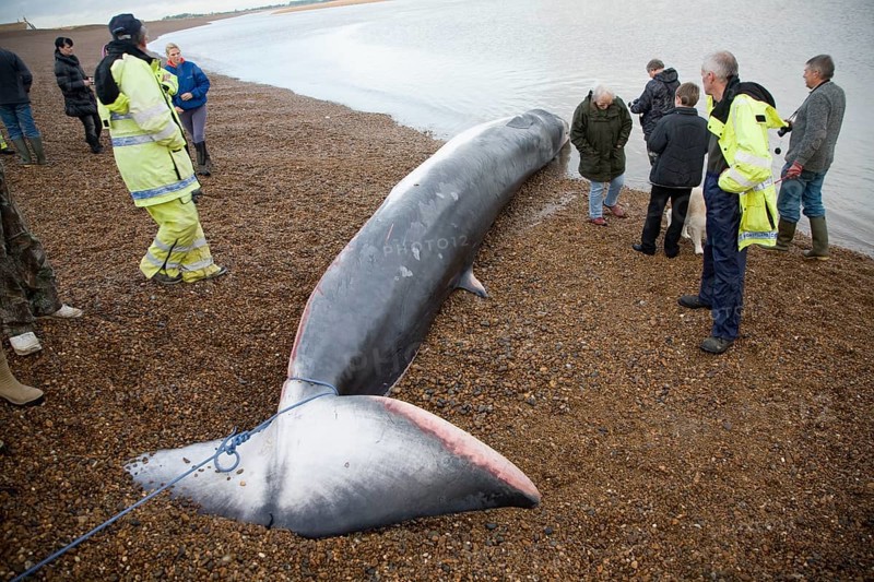 Fin Whale, Balaenoptera physalus, washed up dead on Shingle Street, Suffolk, England, United Kingdom, Europe