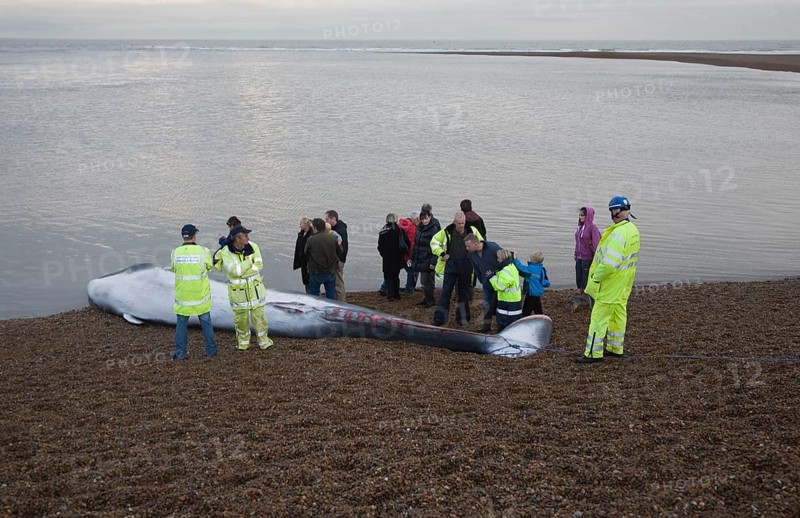 Fin Whale, Balaenoptera physalus, washed up dead on Shingle Street, Suffolk, England, United Kingdom, Europe