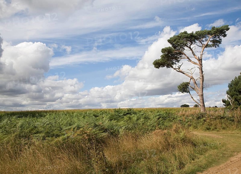 Cumulus clouds in summer blue sky over rural Suffolk Sandlings landscape, Sutton, Suffolk, England, United Kingdom, Europe