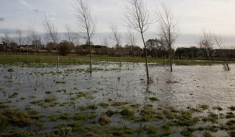 Flooded flood plain with cricket bat willow trees, River Deben at Loudham, Suffolk, England, United Kingdom, Europe