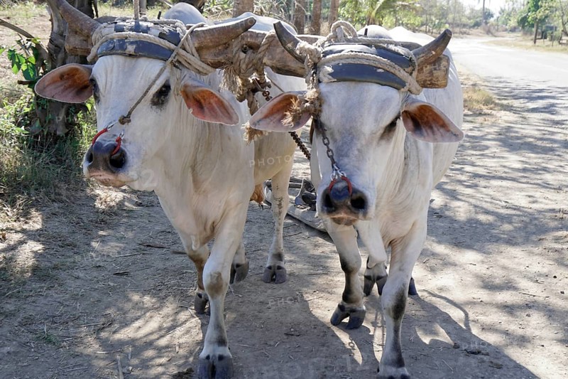 Ox cart near Holguin, Cuba, Cuba, Central America