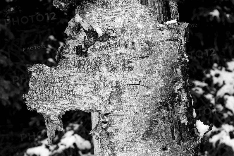 Bark of a dead, decaying silver birch tree, Betula pendula, shaped like an animal head, captured in winter, in the Sapina Valley near the Stregielek village in the Pozezdrze Commune of the Masurian Lake District. A monochrome, greyscale photograph. Wegorzewo County, Warmian-Masurian Voivodeship, Poland, Europe