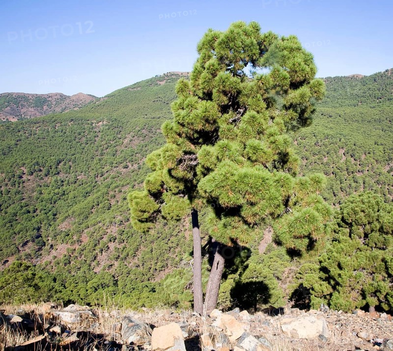 Pine forest Sierra Bermeja viewed from the road to Ronda, Spain, Europe