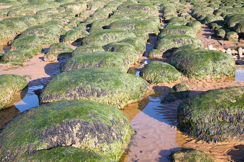 Seaweed covered green boulders on the beach at Hunstanton, Norfolk, England, United Kingdom, Europe