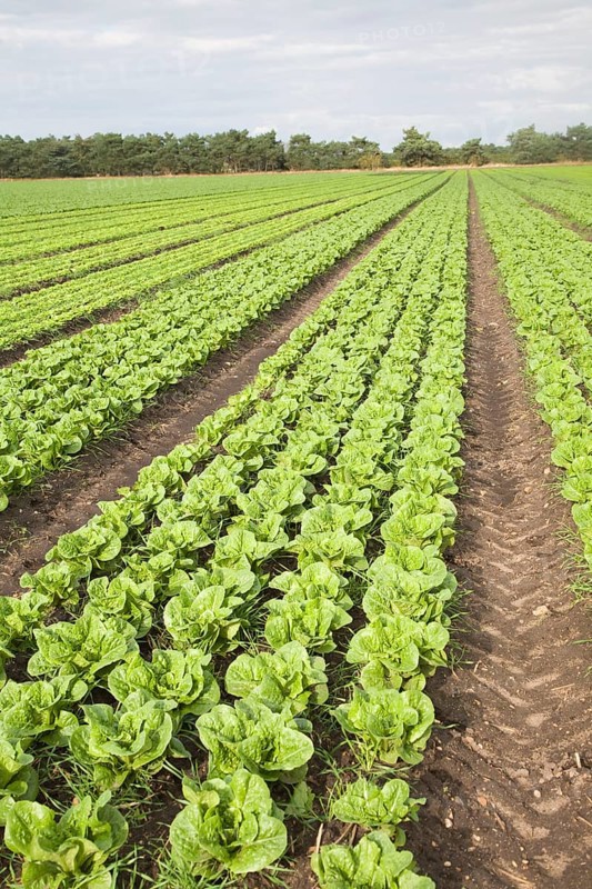 Lettuce crop growing in field near Hollesley, Suffolk, England, United Kingdom, Europe