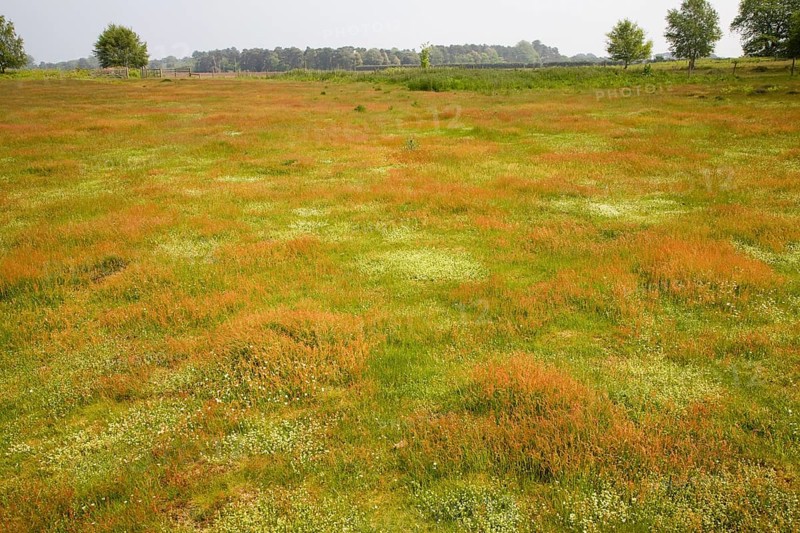 Biodiversity of wildflowers and different grasses in Spring on heathland at Sutton Heath, Suffolk, England, United Kingdom, Europe