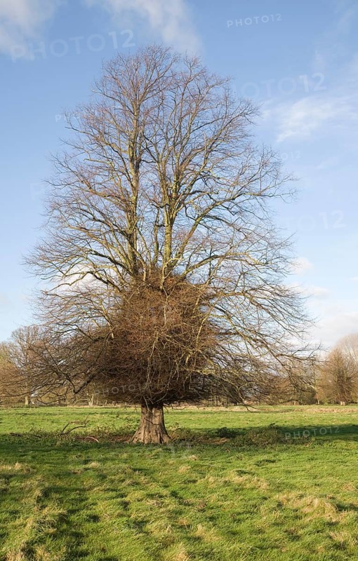 Leafless lime or linden tree with trunk boss shoots in winter stands in grassy field, Sutton, Suffolk, England, United Kingdom, Europe