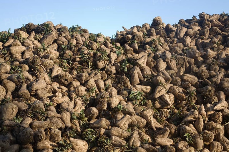 Pile of sugar beet, Beta vulgaris, after harvesting, Suffolk, England, United Kingdom, Europe