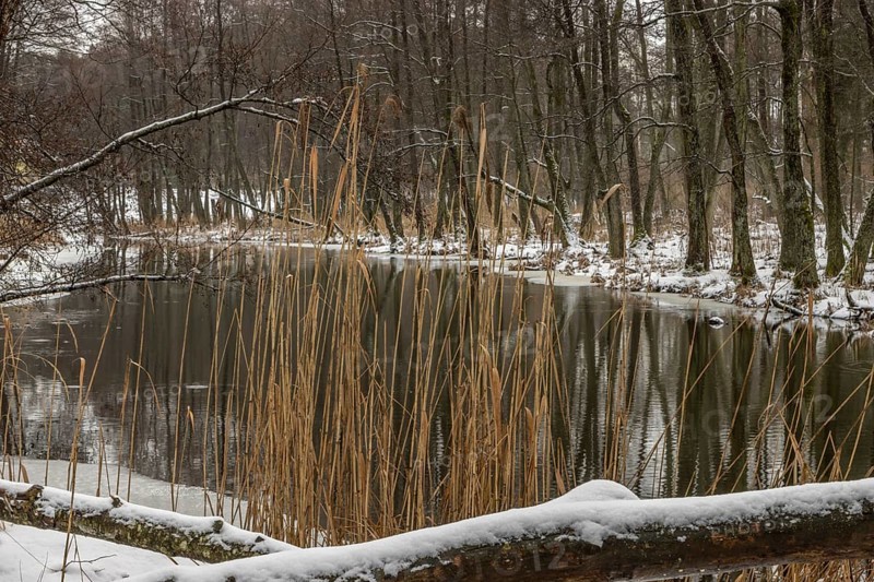 Sapina River and the riparian forest, the swamp, partially reflecting in the slowly flowing water, seen in mid-winter, during the early, January thaw, with some snow on the ground and barren trees, chiefly common alders around. Sapina Valley near the Stregielek village in the Pozezdrze Commune of the Masurian Lake District. Wegorzewo County, Warmian-Masurian Voivodeship, Poland, Europe