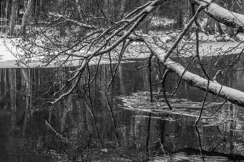 Sapina River and the riparian forest, the swamp, partially reflecting in the slowly flowing water, seen in mid-winter, during the early, January thaw, with some snow on the ground and barren trees, chiefly common alders around. Monochrome, greyscale photograph. Sapina Valley near the Stregielek village in the Pozezdrze Commune of the Masurian Lake District. Wegorzewo County, Warmian-Masurian Voivodeship, Poland, Europe