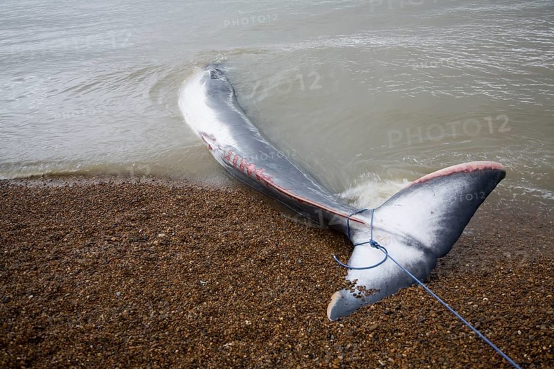 Fin Whale, Balaenoptera physalus, washed up dead on Shingle Street, Suffolk, England, United Kingdom, Europe